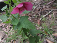 Anisodontea scabrosa