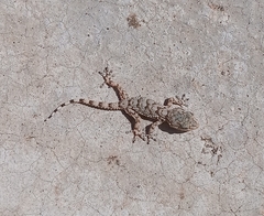 Tarentola mauritanica