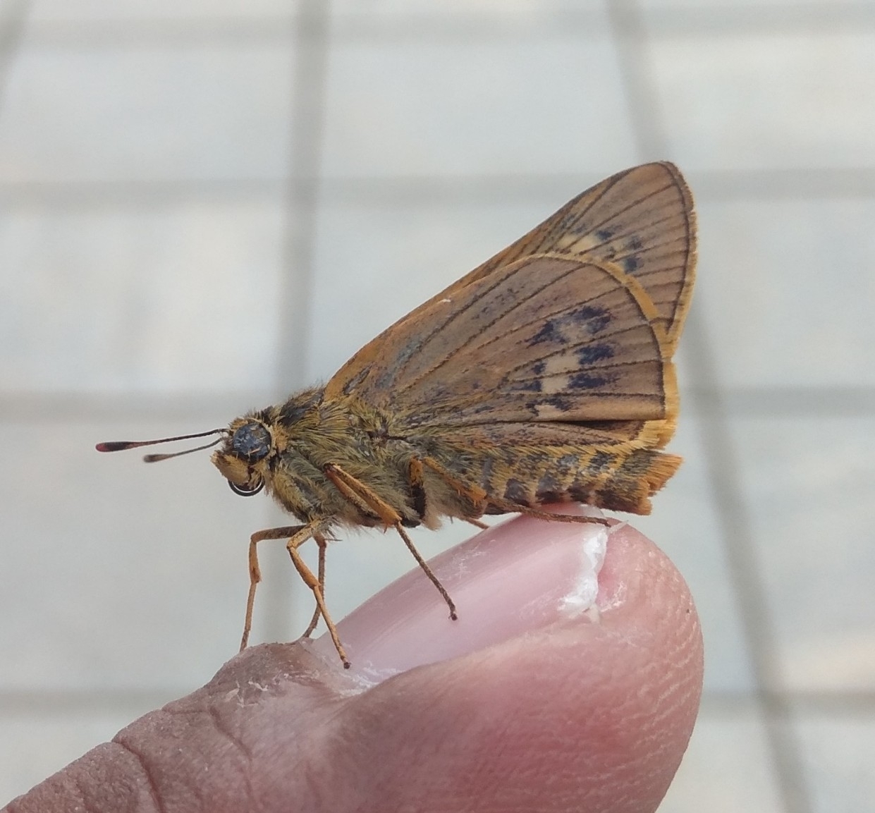 Plain Palm-Dart