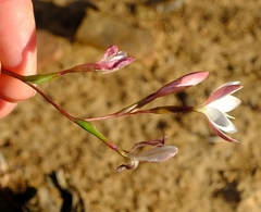 Hesperantha quadrangula