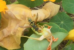 Polistes dominula