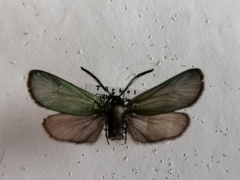 Procris storaiae