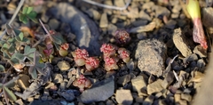 Crassula pageae
