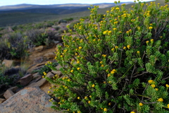 Euryops sulcatus