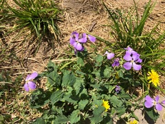 Orychophragmus violaceus