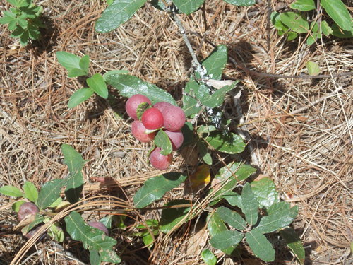 Quercus repanda