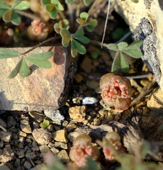 Crassula pageae