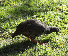 Pternistis afer castaneiventer