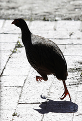 Pternistis afer castaneiventer