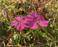 Dianthus caucaseus
