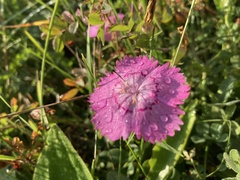 Dianthus caucaseus