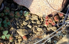 Crassula pageae
