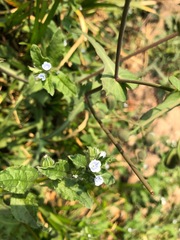 Bothriospermum chinense