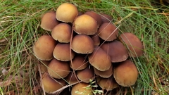Hypholoma fasciculare