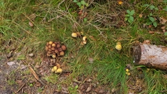 Hypholoma fasciculare
