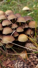 Hypholoma fasciculare