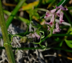 Trigonocapnos lichtensteinii