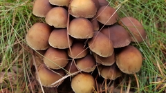 Hypholoma fasciculare