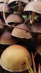 Hypholoma fasciculare