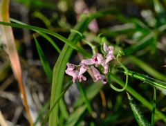 Trigonocapnos lichtensteinii
