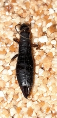 Euborellia moesta
