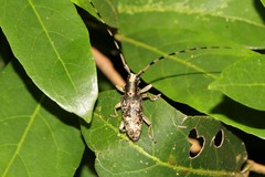 Acalolepta permutans