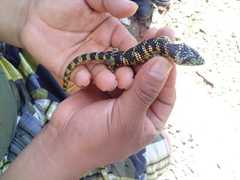 Abronia taeniata