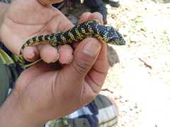 Abronia taeniata