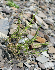 Alliaria taurica