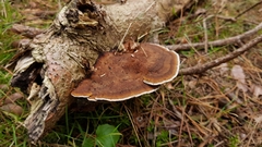Ganoderma applanatum