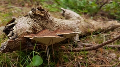 Ganoderma applanatum