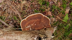 Ganoderma applanatum
