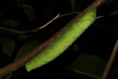 Marumba dyras