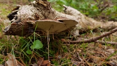 Ganoderma applanatum