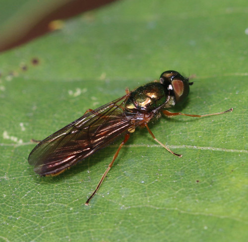 Twin-Spot Centurion Fly, photo 10 of 10