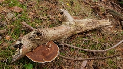 Ganoderma applanatum