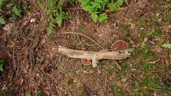 Ganoderma applanatum