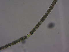 Nostocales