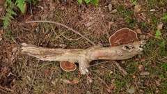 Ganoderma applanatum