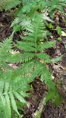 Phegopteris