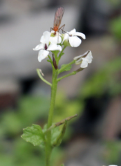 Alliaria taurica
