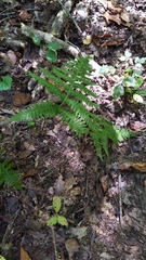 Phegopteris