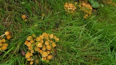 Fungi