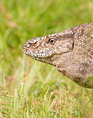 Varanus bengalensis