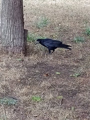 Corvus frugilegus