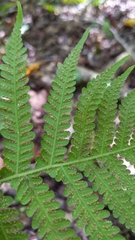 Phegopteris