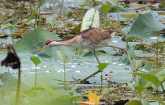 Metopidius indicus