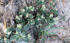 Gossypianthus lanuginosus