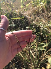 Plantago maritima juncoides