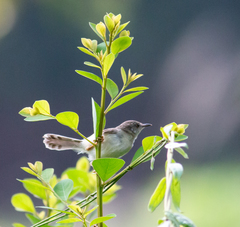 Prinia hodgsonii